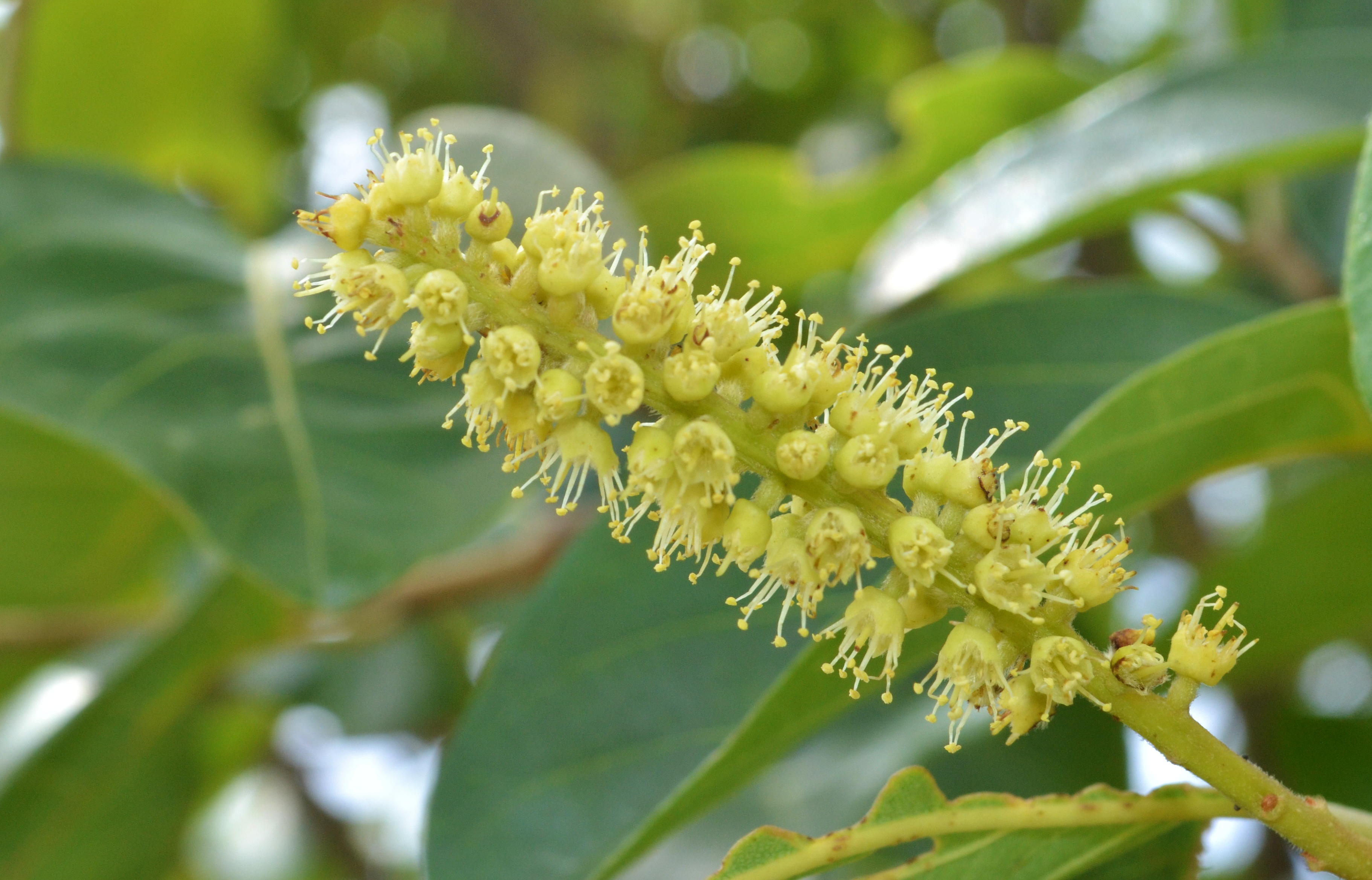 Triphala plant in natural habitat - complete guide