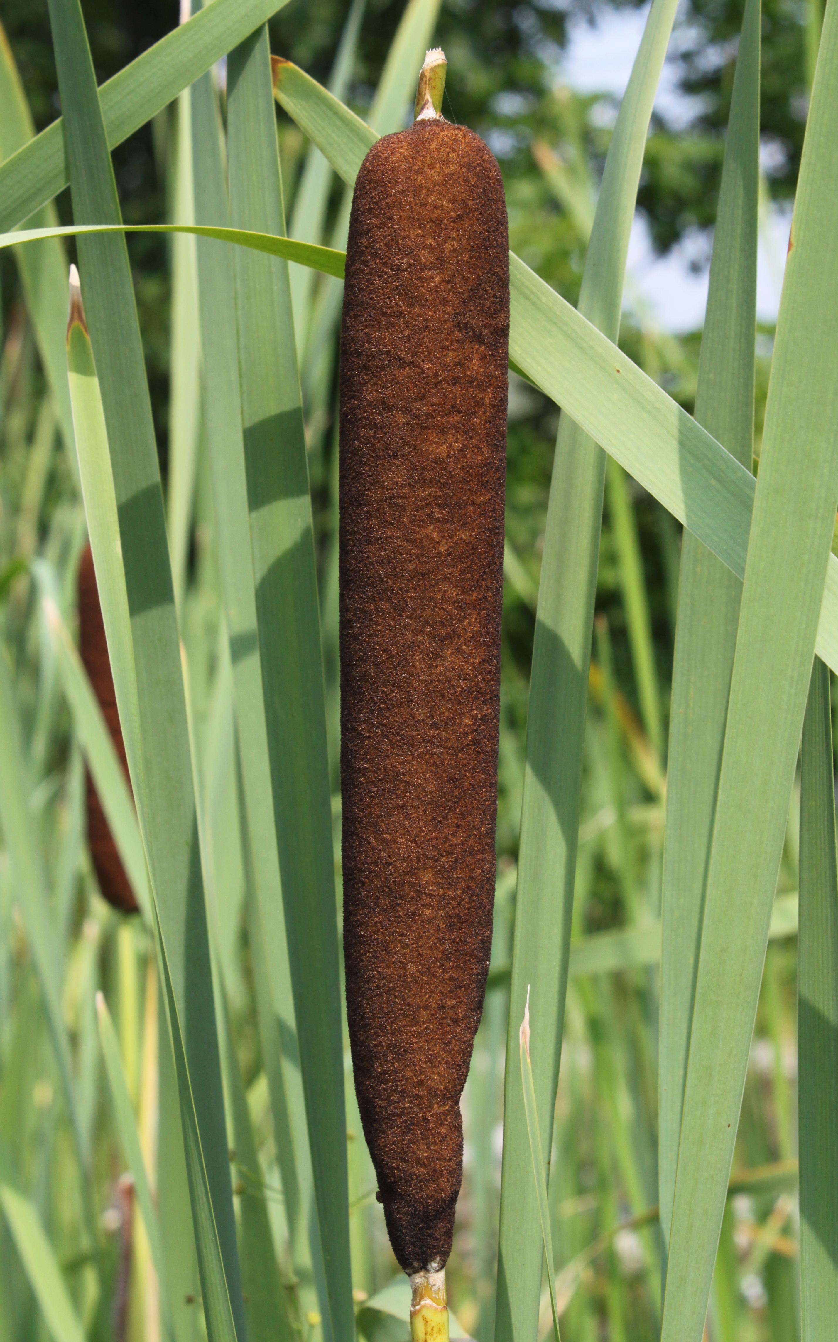 Typha Latifolia plant in natural habitat - complete guide