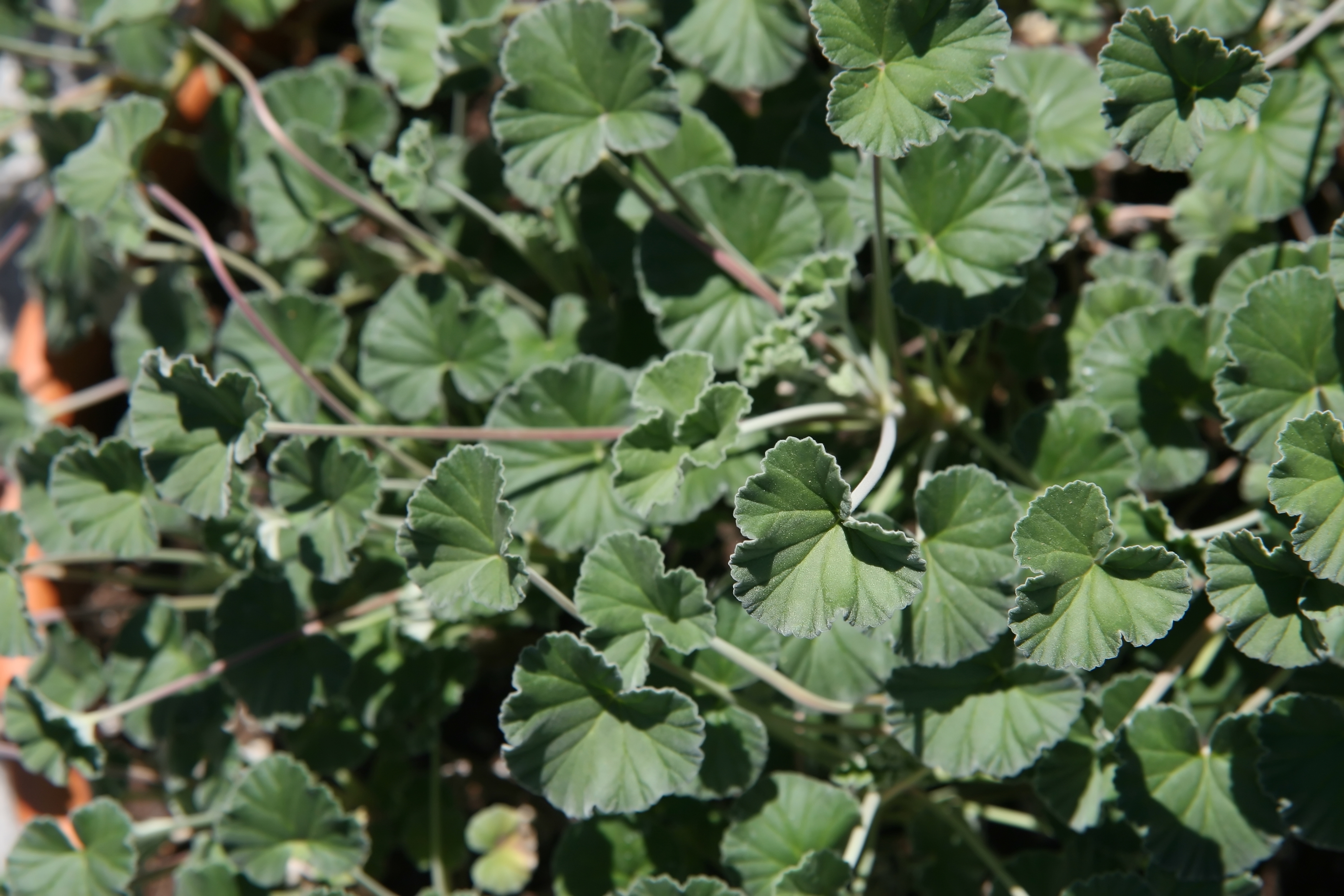 Umckaloabo plant in natural habitat - complete guide