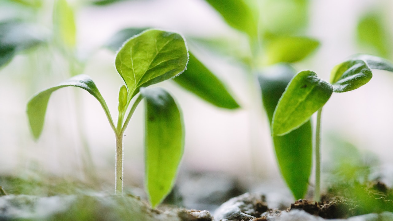 Calendula Arvensis plant in natural habitat - complete guide