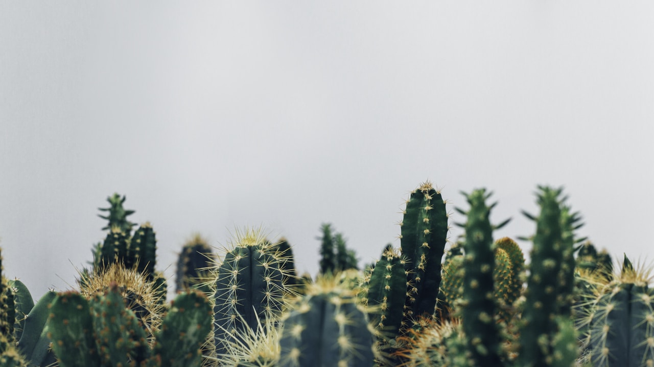 Saintpaulia plant in natural habitat - complete guide