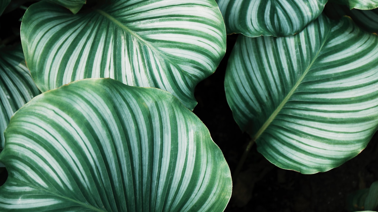 Jamaican Dogwood plant in natural habitat - complete guide