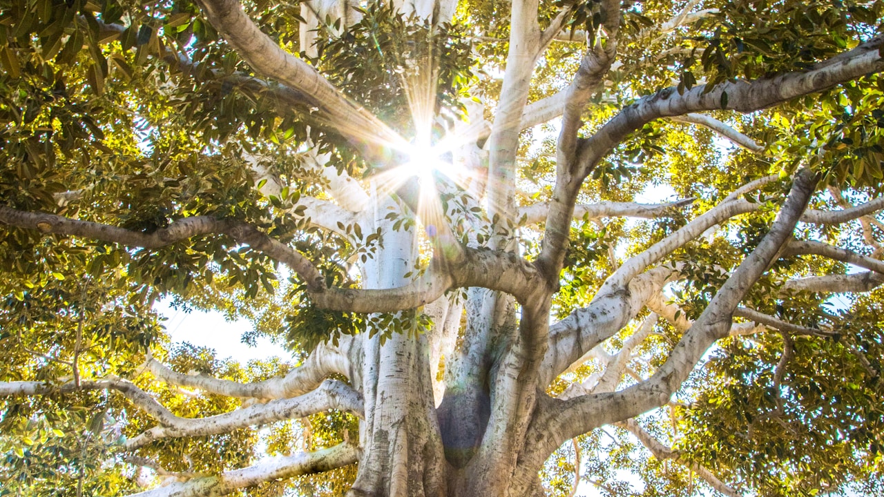 Mahogany plant in natural habitat - complete guide