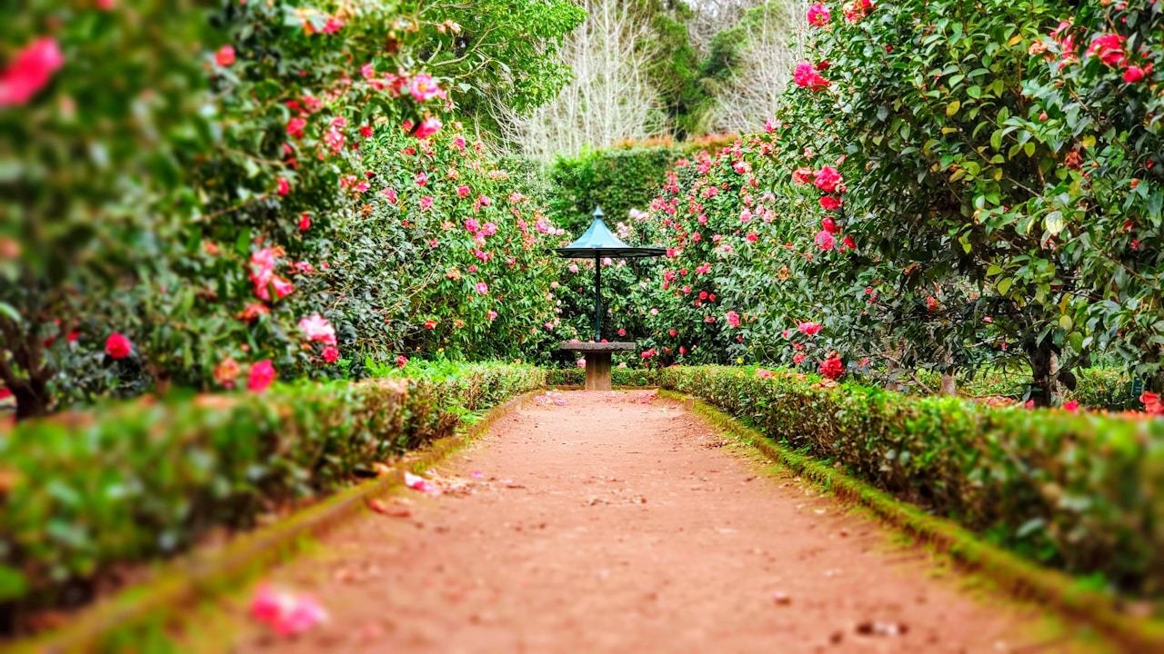 Confederate Jasmine plant in natural habitat - complete guide