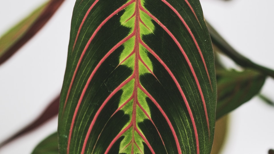Dieffenbachia Camille plant in natural habitat - complete guide