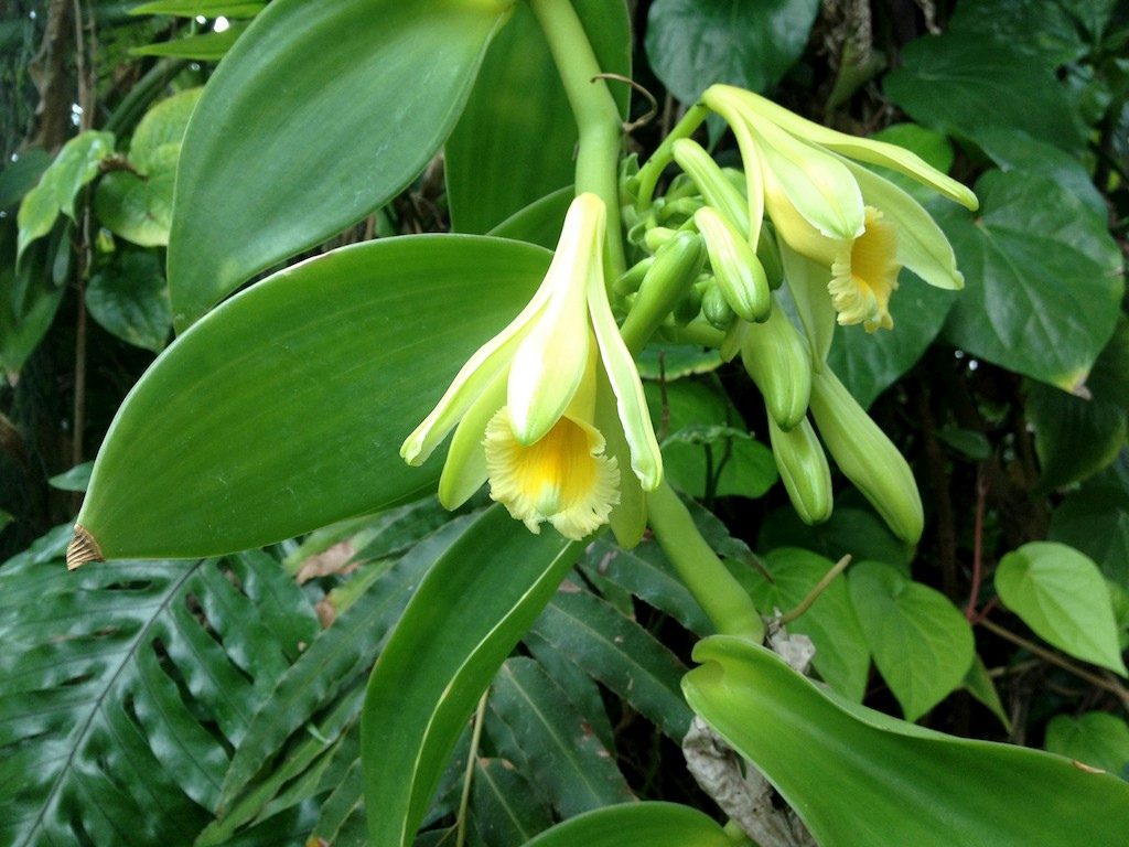 Vanilla plant in natural habitat - complete guide