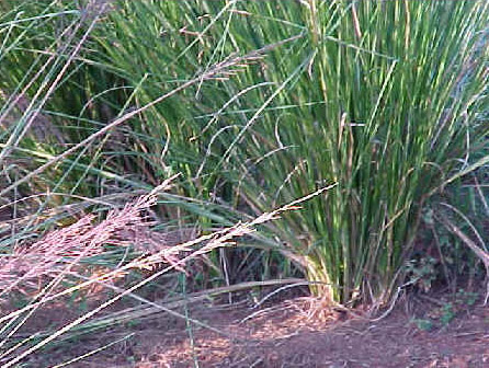 Vetiver plant in natural habitat - complete guide