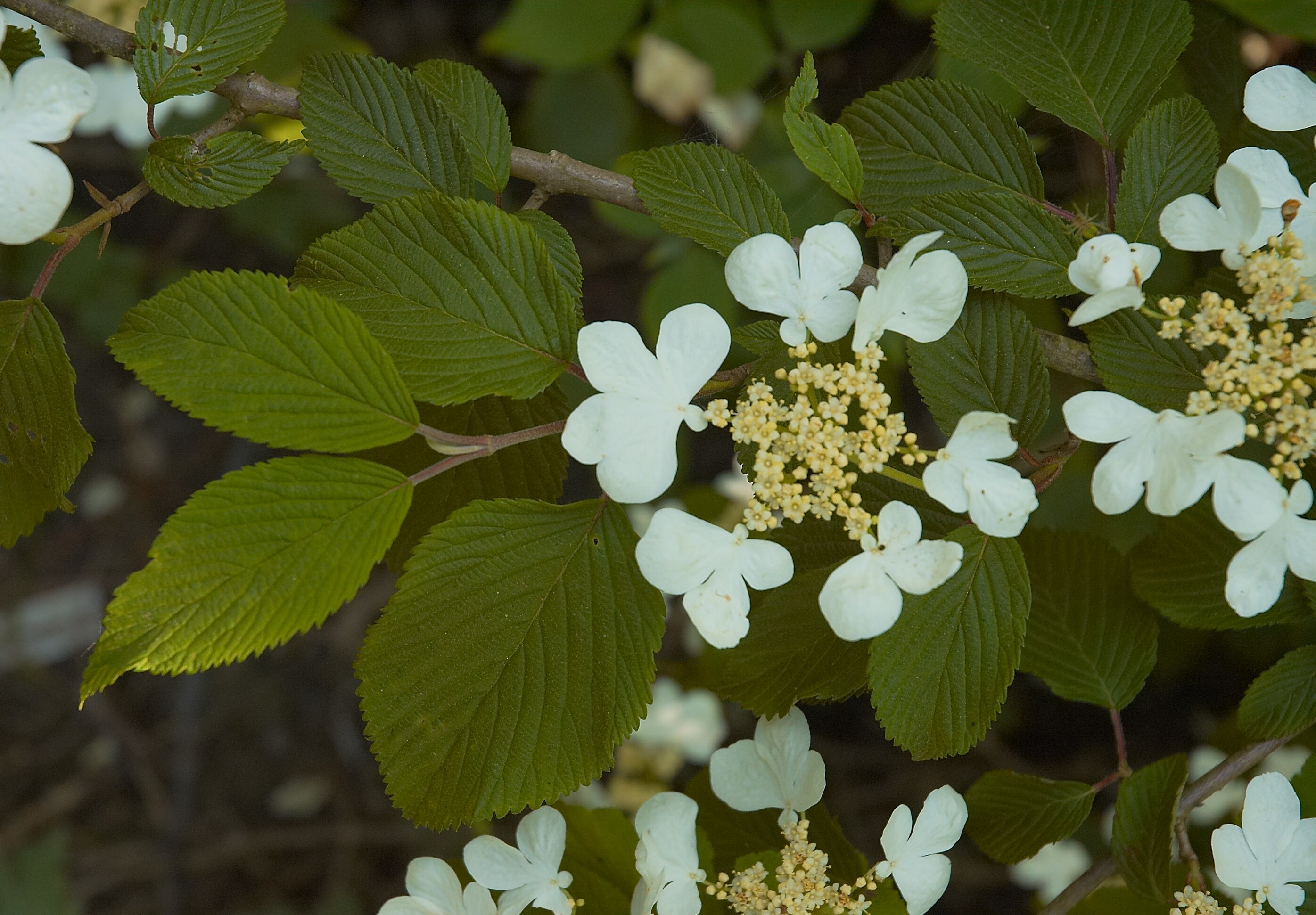 Viburnum Garden plant in natural habitat - complete guide