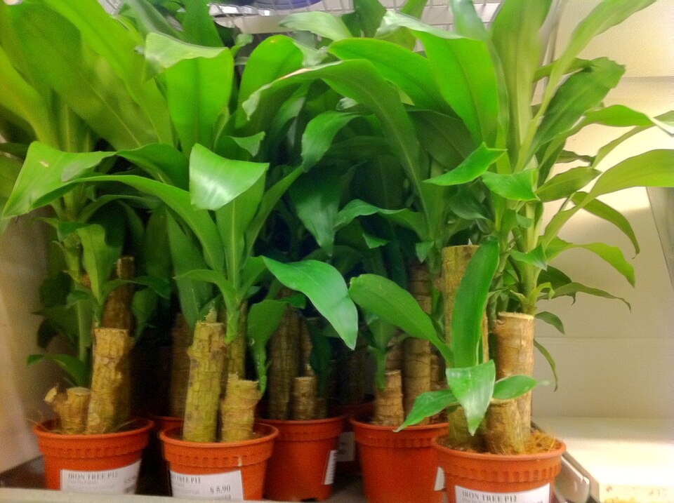 Warneckii plant in natural habitat - complete guide