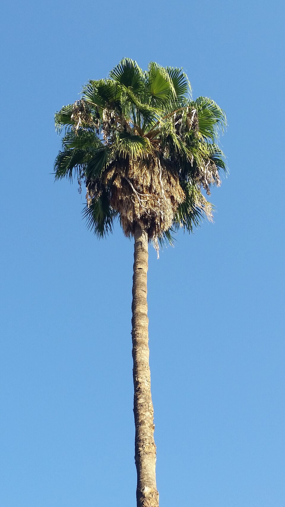Washingtonia plant in natural habitat - complete guide