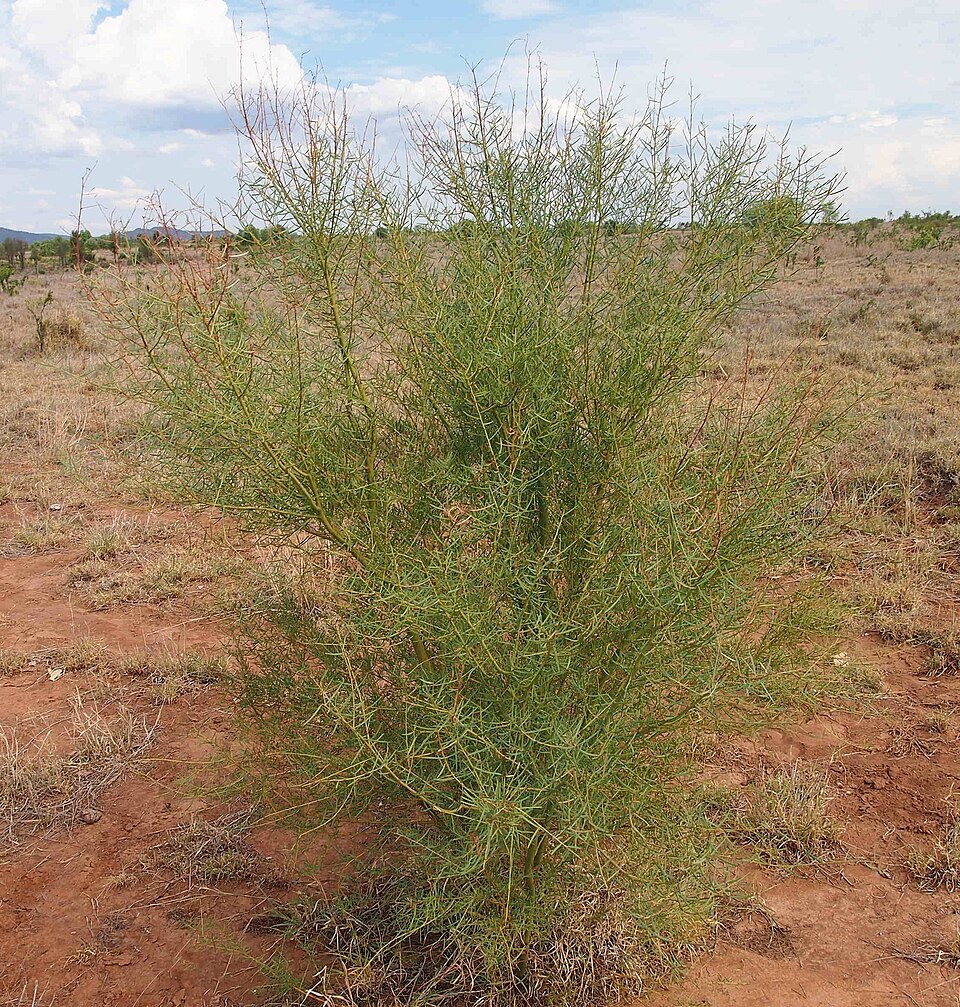 Wattle Seed plant in natural habitat - complete guide