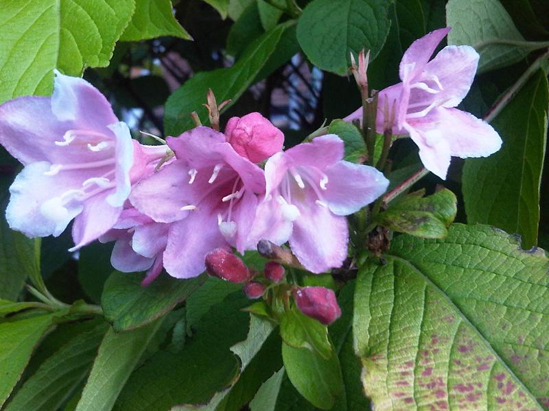 Weigela Florida plant in natural habitat - complete guide