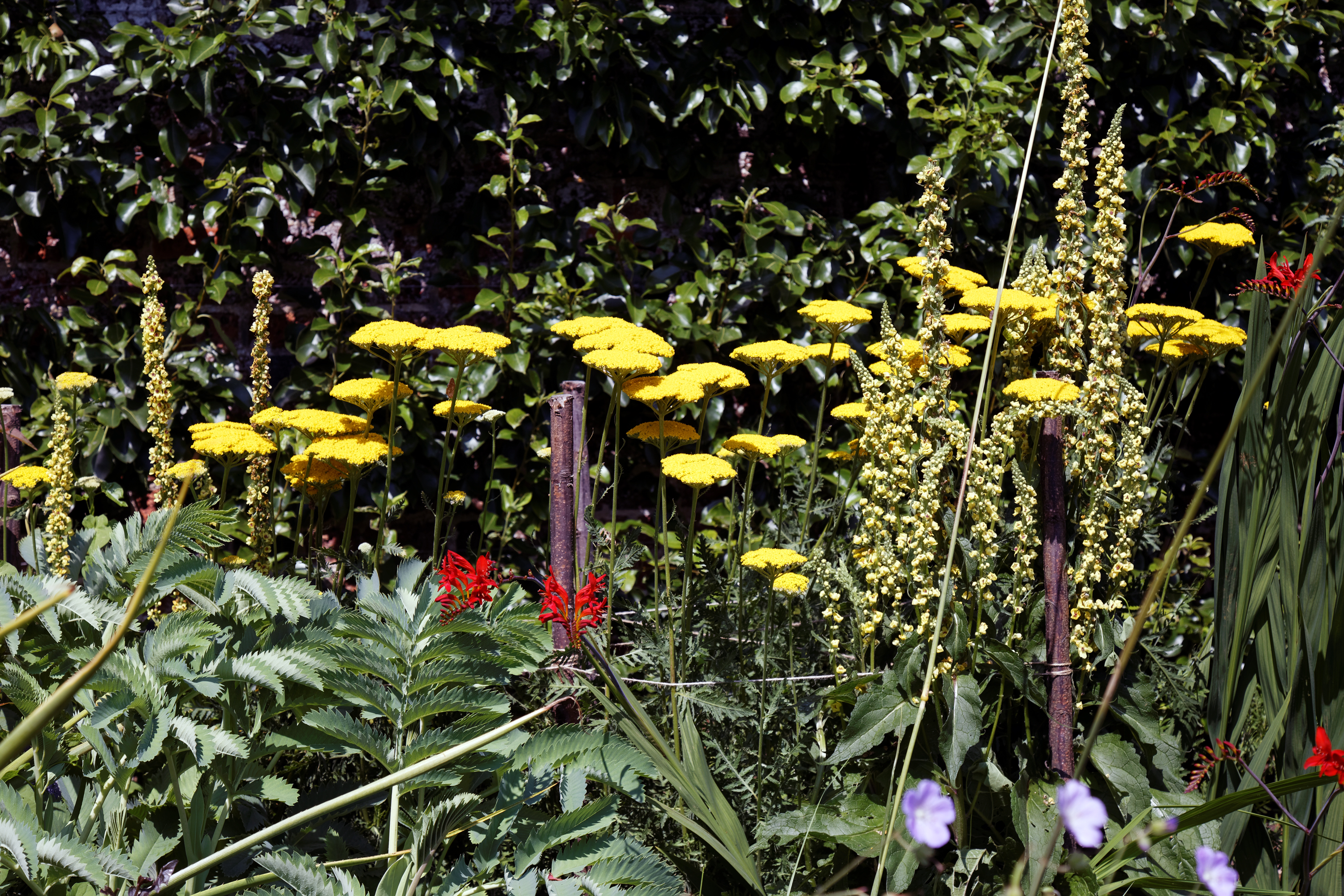 Yarrow Garden plant in natural habitat - complete guide