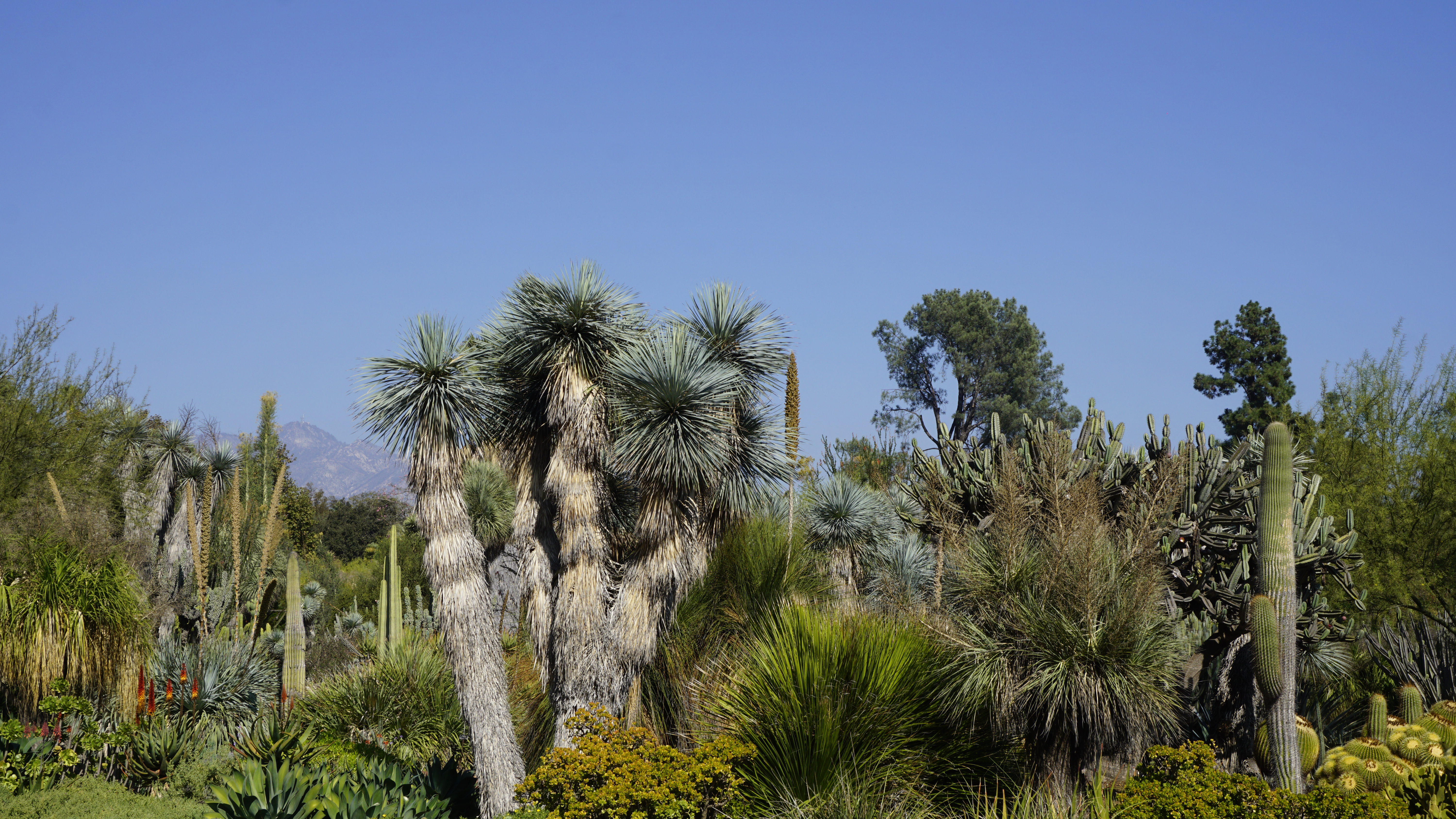 Yucca Garden plant in natural habitat - complete guide