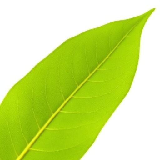 Ashwagandha leaf structure and venation pattern close-up