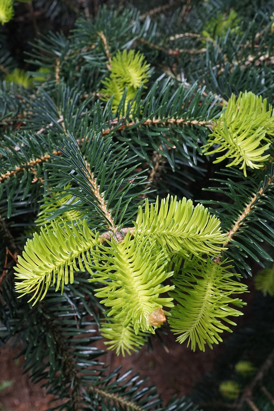 Abies Cephalonica