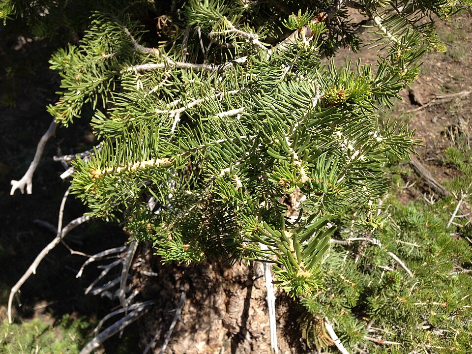 Abies Concolor