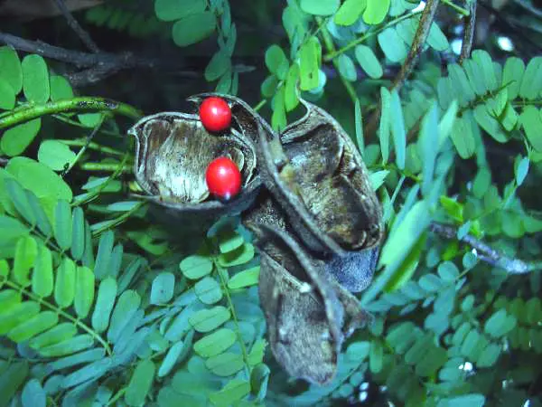 Abrus precatorius