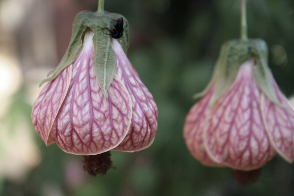 Abutilon Pictum