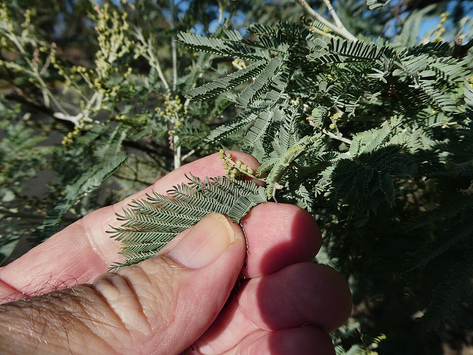 Acacia Dealbata