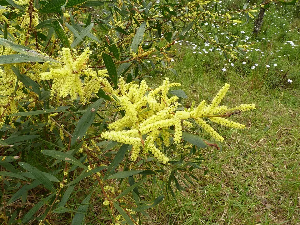 Acacia Longifolia