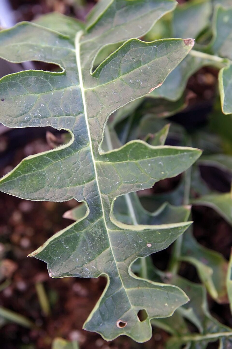 Acanthus Hungaricus