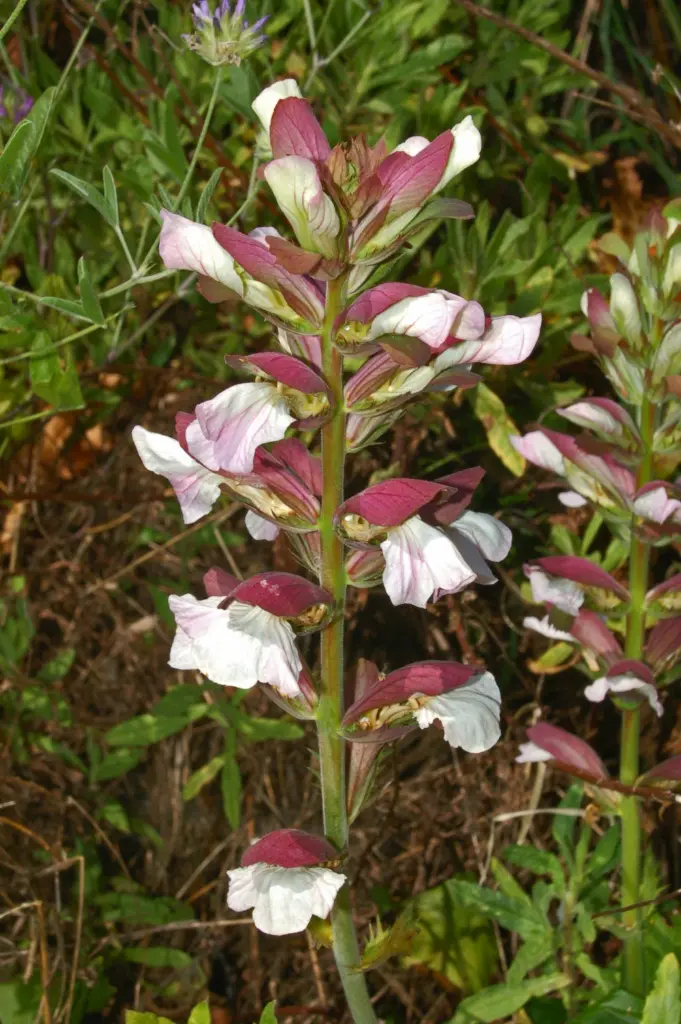 Acanthus