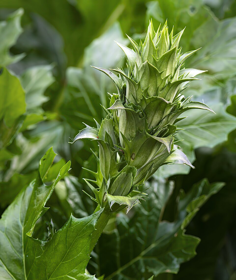 Acanthus Mollis