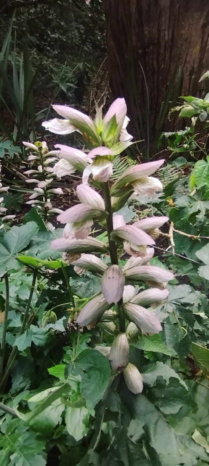 Acanthus Spinosus