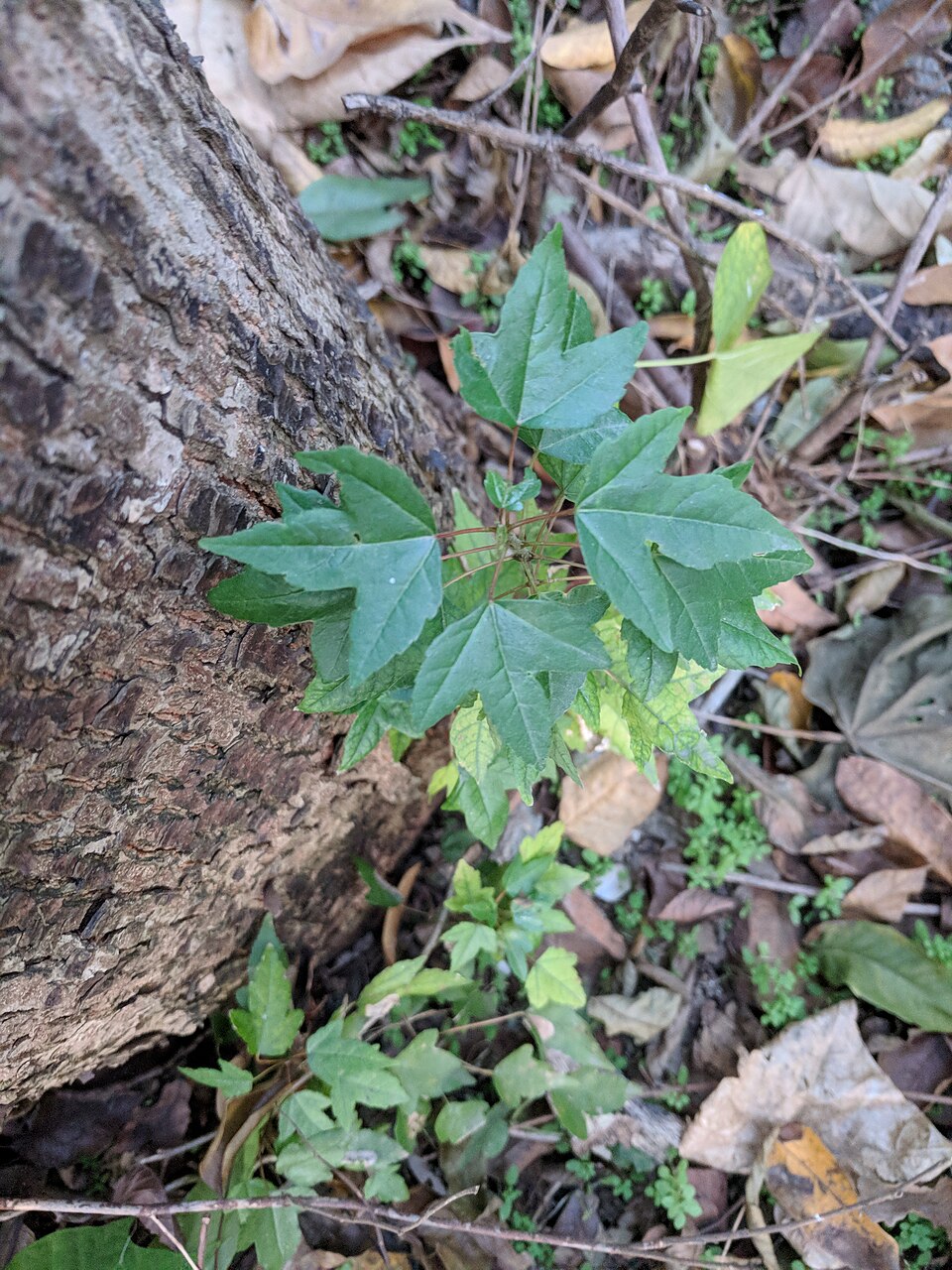 Acer Buergerianum