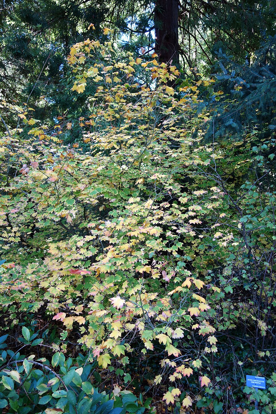Acer Circinatum