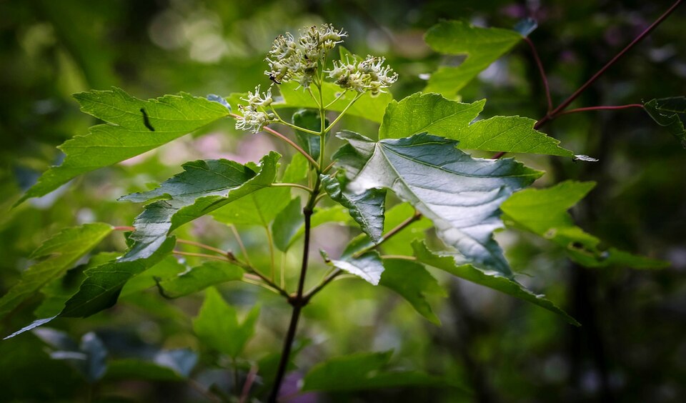 Acer Ginnala