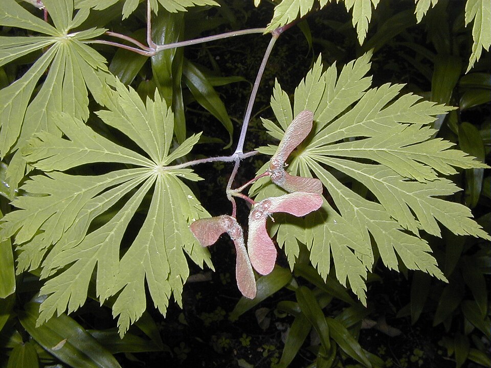 Acer Japonicum