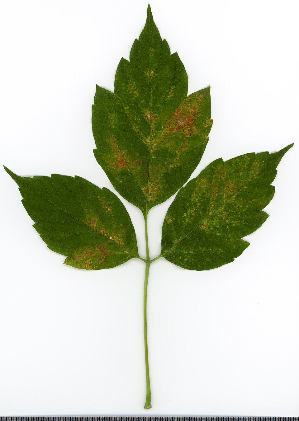 Acer Negundo