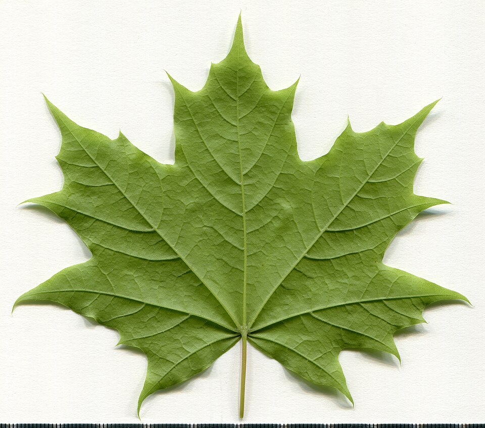 Acer Platanoides