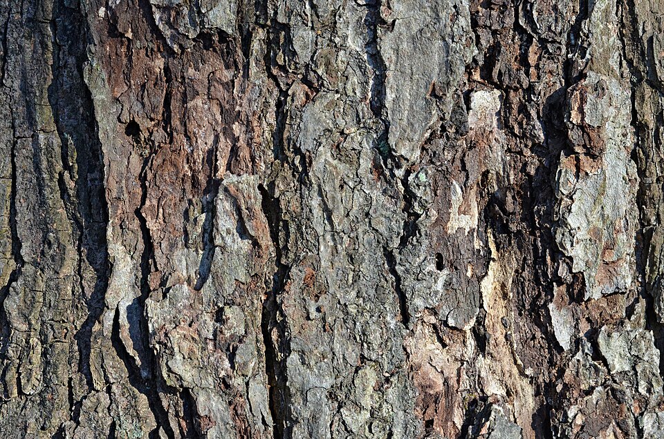 Acer Rubrum