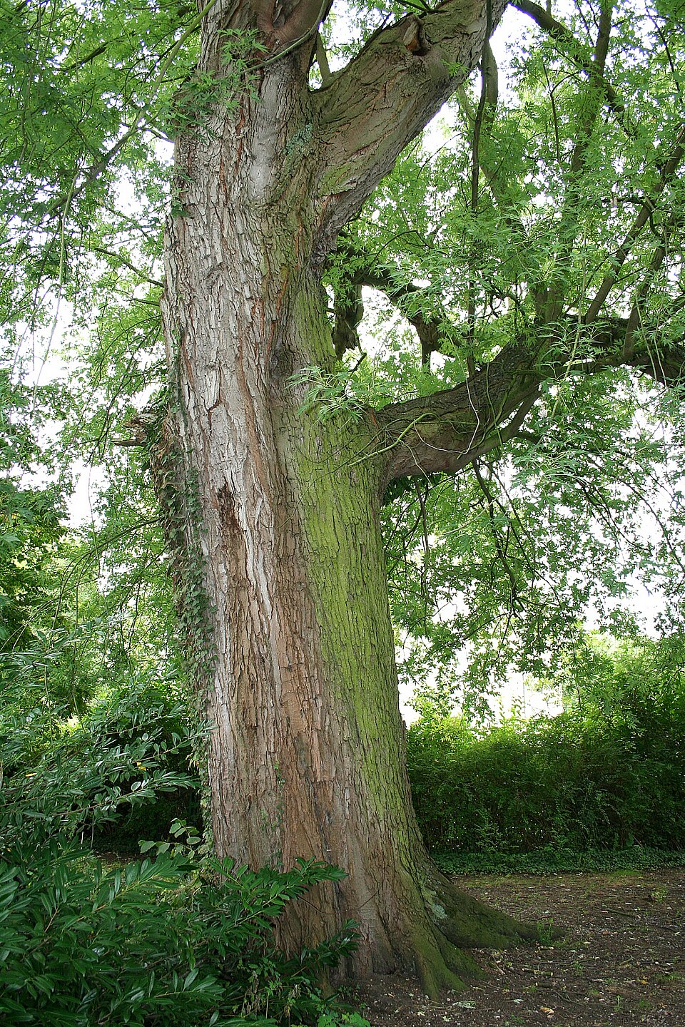 Acer Saccharinum