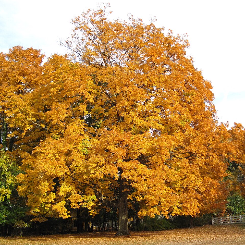 Acer Saccharum