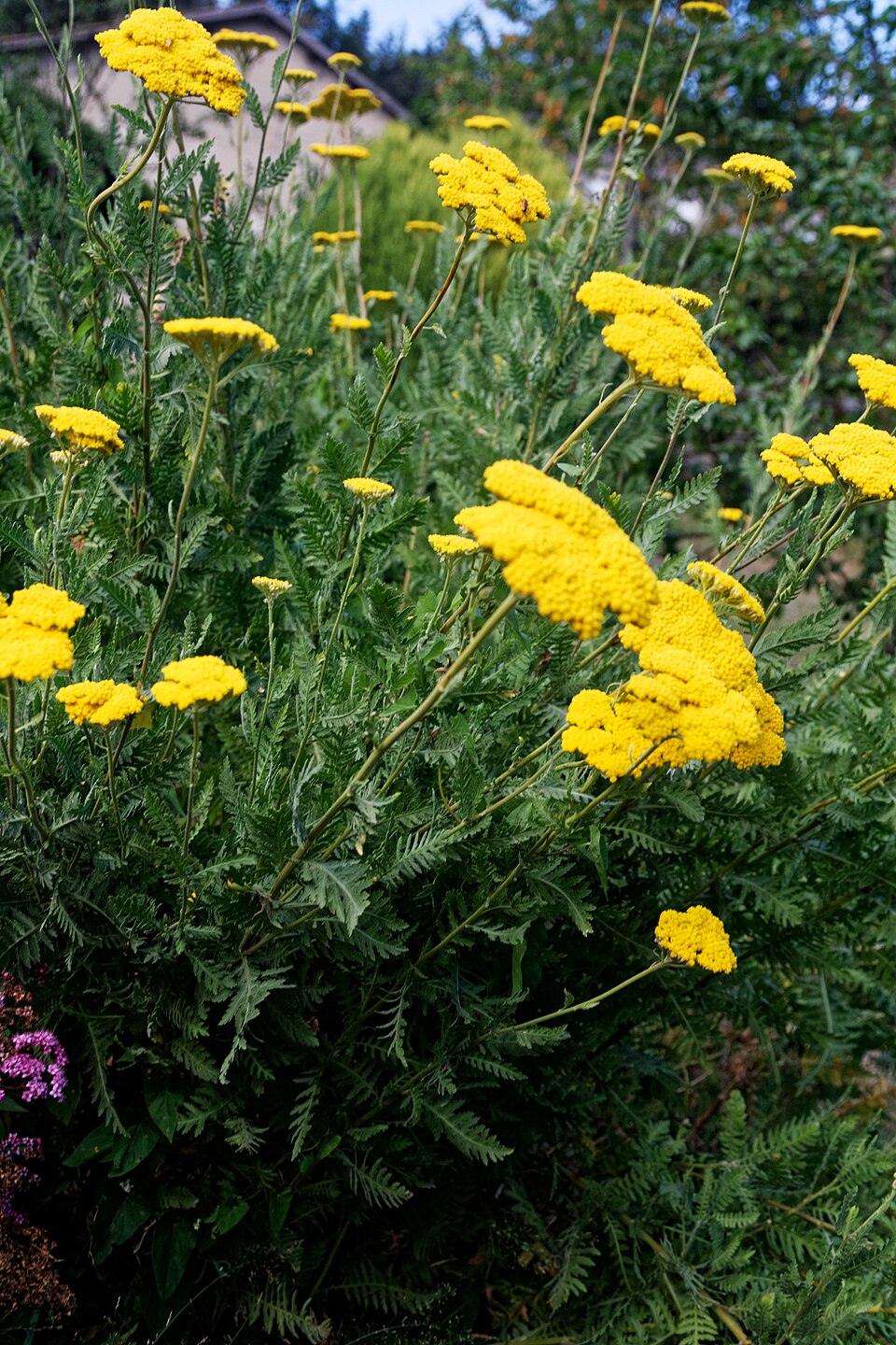 Achillea Filipendulina