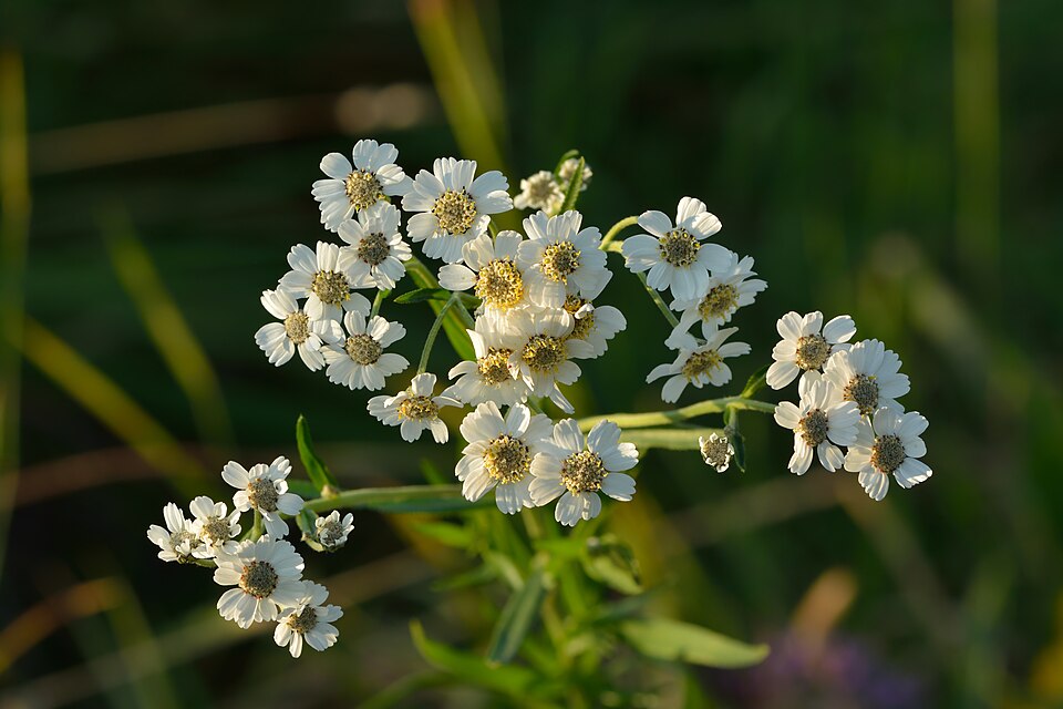 Achillea Ptarmica