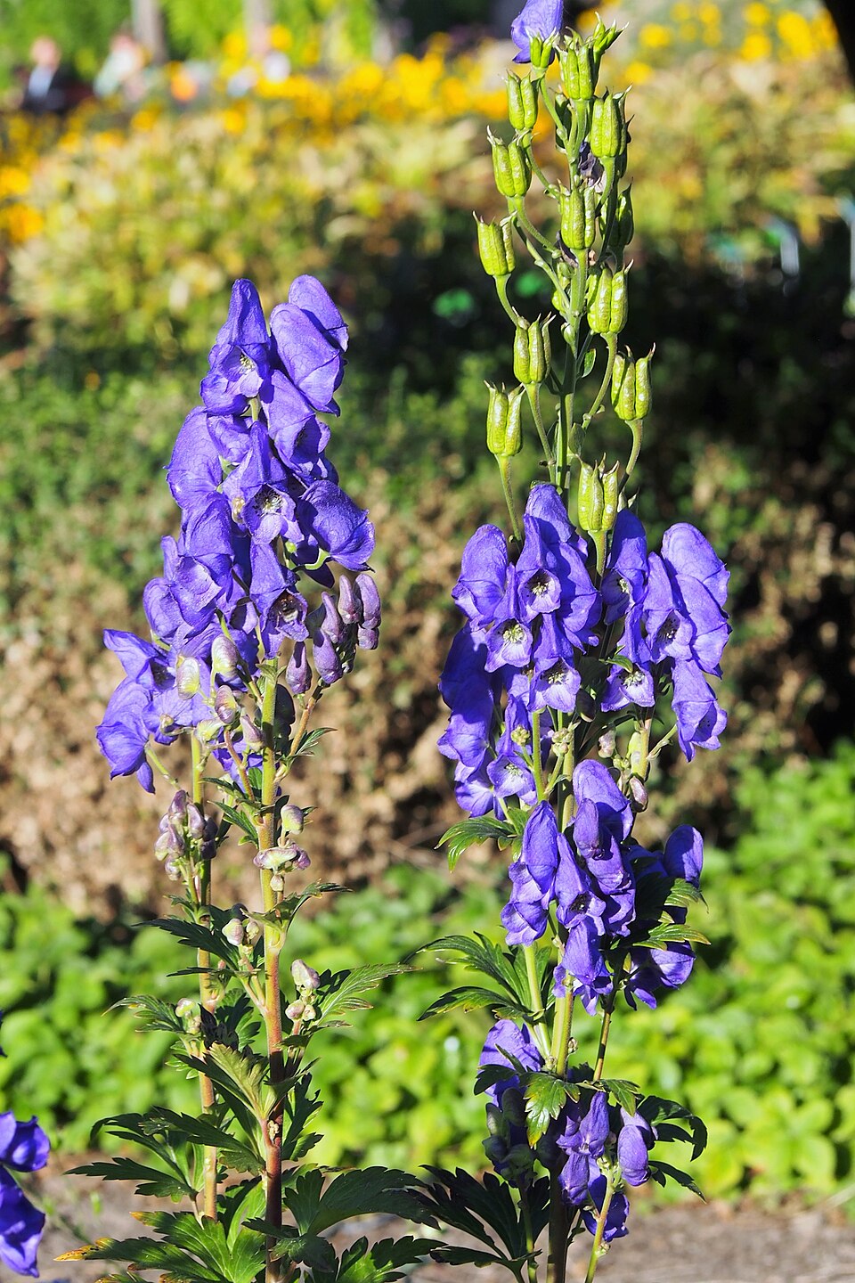 Aconitum Carmichaelii