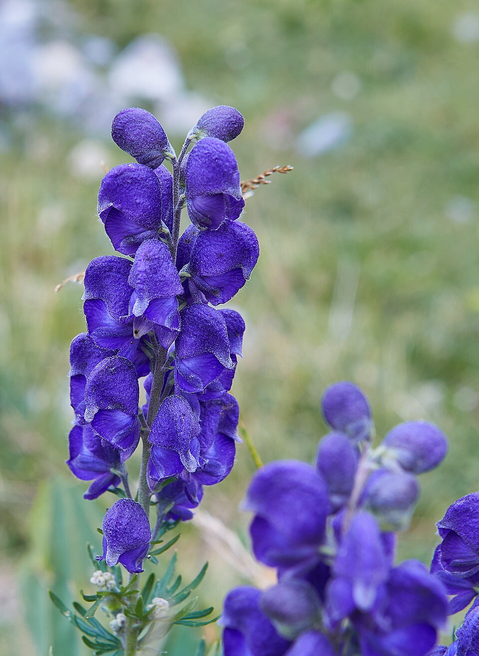 Aconitum Napellus