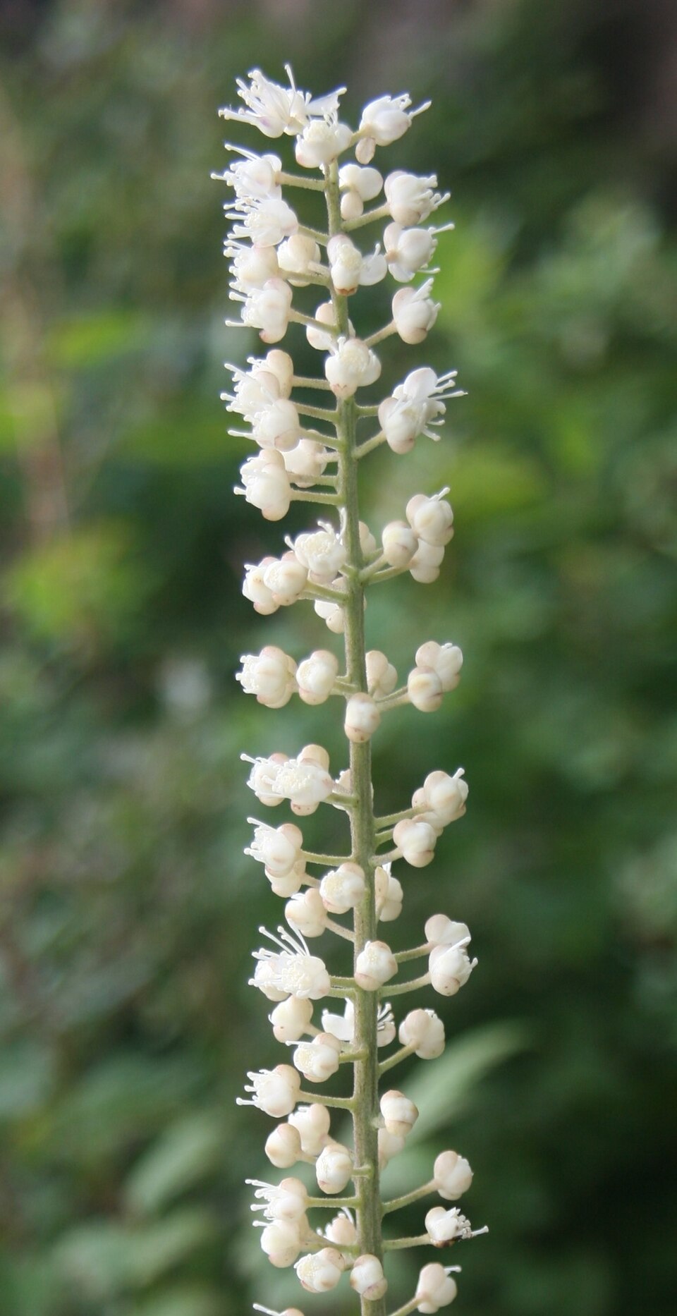 Actaea