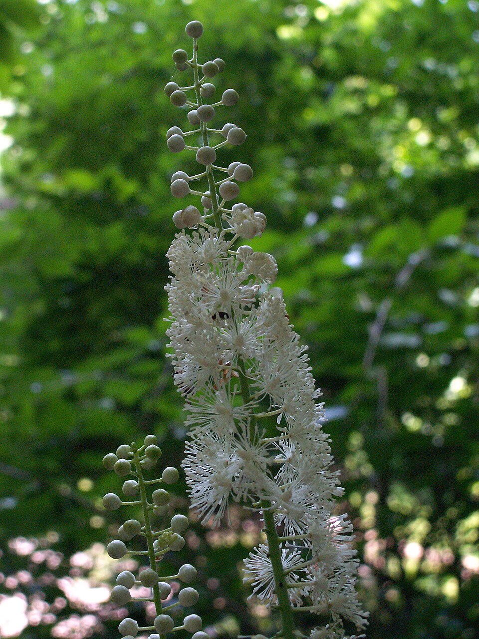 Actaea Racemosa