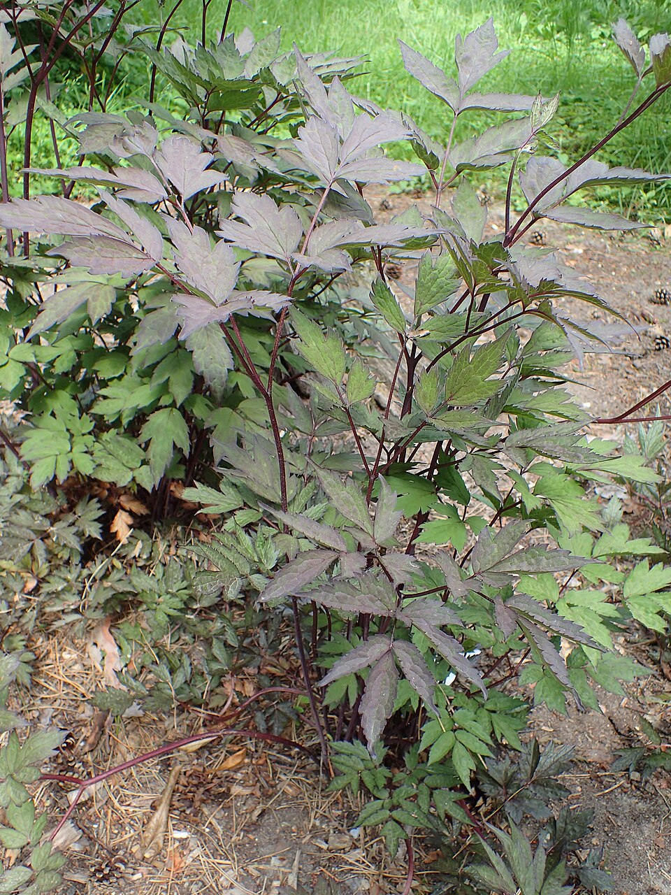 Actaea Simplex