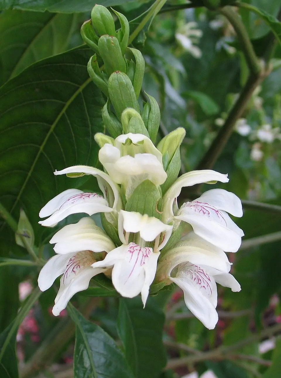 Adhatoda vasica