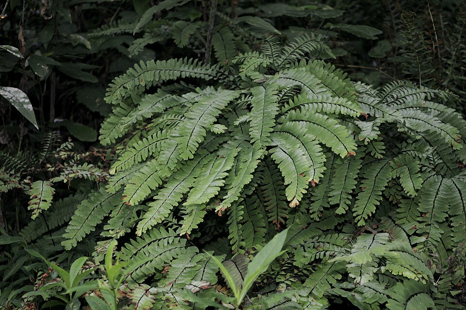 Adiantum Pedatum