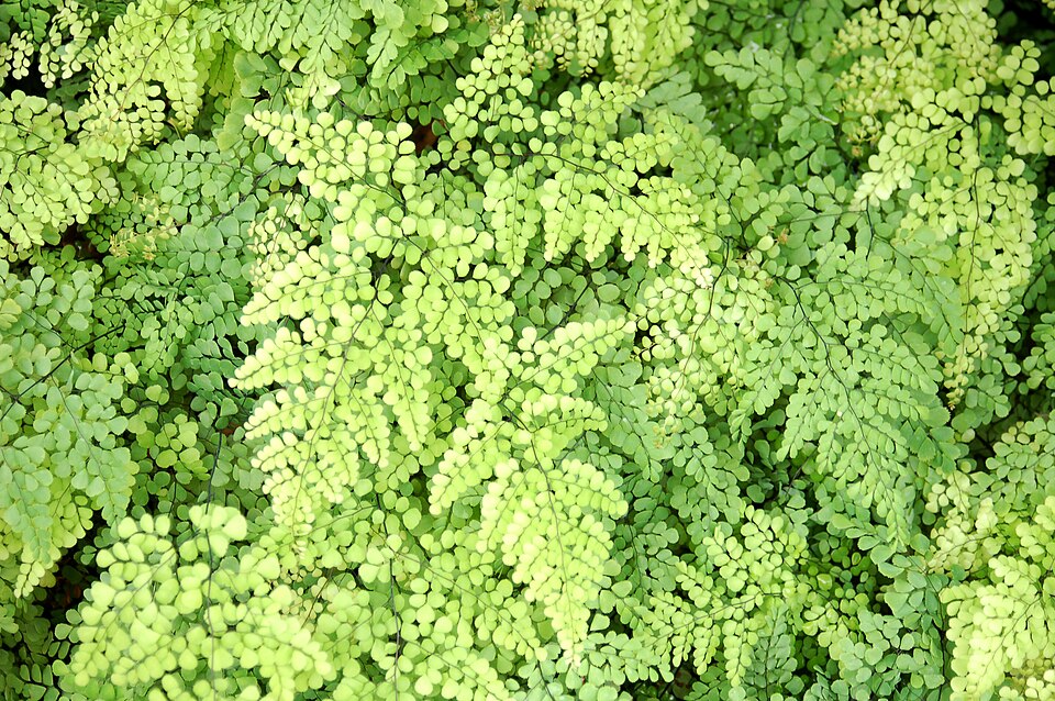 Adiantum Venustum