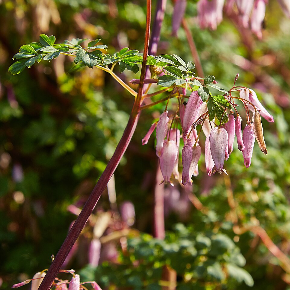 Adlumia Fungosa