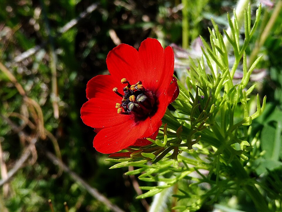 Adonis Annua